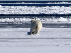 07D A Polar Bear Runs Toward The Floe Edge On Day 4 Of Floe Edge Adventure Nunavut Canada